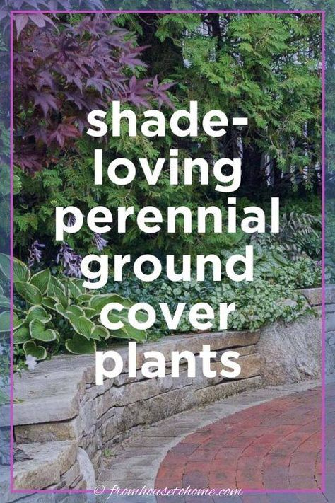 Ground Cover Plants Shade, Ground Cover Flowers, Ground Cover Shade, Part Shade Perennials, Plants For Shade, Ground Orchids, Perennial Ground Cover, Plants Under Trees, Flowering Perennials