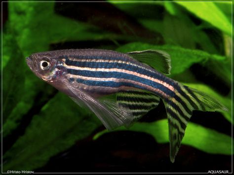 Brachydanio Rerio (Zebrafish / Zebra Danio) Zebra Danio, Zebra Fish, Aquatic Garden, Different Fish, Freshwater Aquarium Fish, Fish For Sale, Beautiful Fish, Freshwater Aquarium, Planted Aquarium