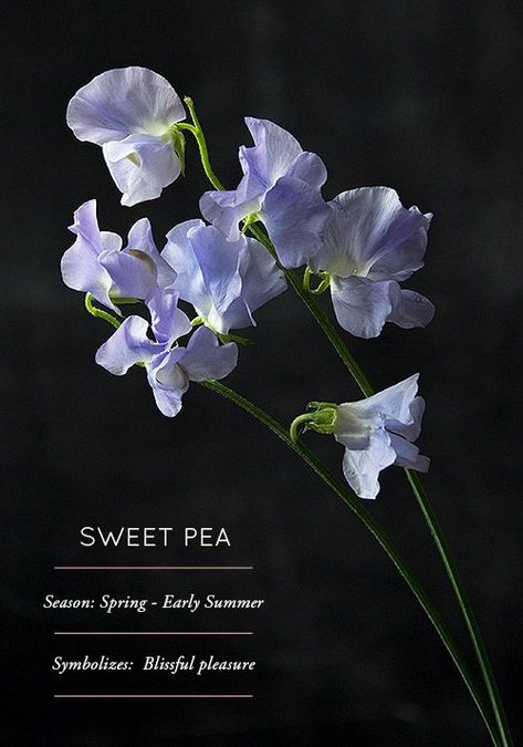 Sweet Pea Seeds, Sweet Pea Flowers, Flower Guide, Flower Meanings, Pea Flower, Flower Names, Language Of Flowers, 3d Christmas, Design Sponge