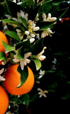 Fruit Photography, Beautiful Fruits, Plant Aesthetic, Orange Aesthetic, Orange Tree, Orange Fruit, Jolie Photo, Citrus Fruit, The Roots