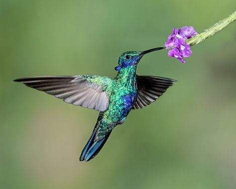 Sparkling Violetear, Hummingbird Perch, Art From Nature, Purple Flowering Plants, Bee Hummingbird, Macro Photography Flowers, Hummingbird Plants, 2k Wallpaper, Hummingbird Pictures