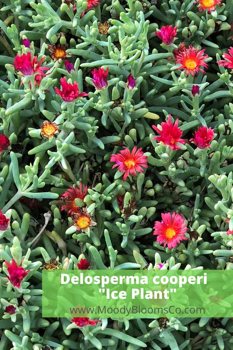 Delosperma cooperi  "Ice Plant"  Delosperma cooperi, formerly known as Mesembryanthemum cooperi Common name: Ice plant, purple ice plant, hardy ice plant, pink carpet Delosperma Plant, Ice Plant Succulent, Moroccan Garden Ideas, Fast Growing Pine Trees, Arid Garden, Senecio Succulent, Clover Garden, Slope Garden, Delosperma Cooperi