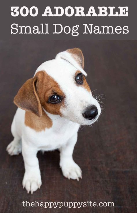 Small Dog Names - 350 Ideas For Naming Your Little Puppy