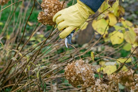 Pruning Shrubs In Winter | Jung Seed's Gardening Blog Overwintering Geraniums, Pruning Shrubs, Hydrangea Potted, Pruning Hydrangeas, Types Of Hydrangeas, Types Of Shrubs, Twig Dogwood, Smooth Hydrangea, Growing Hydrangeas