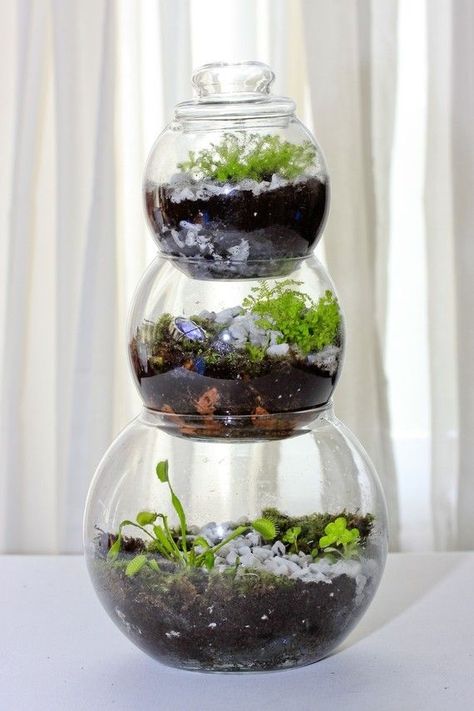 neat idea More Closed Terrarium Ideas, Terrarium Ideas Unique, 3 Tier Table, Flytrap Plant, Venus Fly Trap Terrarium, Carnivorous Plants Terrarium, Closed Terrarium Plants, Closed Terrarium, Build A Terrarium