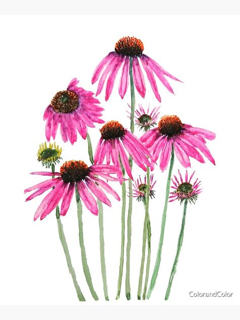 "pink purple coneflower watercolor " Mounted Print for Sale by ColorandColor | Redbubble Purple Coneflower Watercolor, Purple Coneflower Painting, Watercolor Coneflower, Coneflower Painting, Evolution Project, Purple Coneflowers, Bird Watercolor Art, Porcelain Paint, Wildflower Watercolor