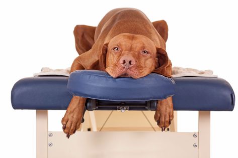 How Massage Can Help Your Dog – American Kennel Club Boxer Dog Names, Dog Massage, Animal Reiki, Massage Benefits, Pet Wellness, Older Dogs, American Kennel Club, Massage Techniques, Boxer Dogs