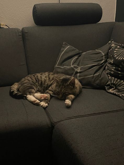 Cat on couch Cat On Couch, Cat Couch, Cat Cuddle, Grey Couches, Summer 2025, Aesthetic Pfp, Cat Sitting, Tabby Cat, Date Night