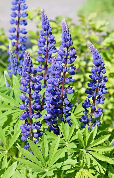 Lupinus Flower, Russell Lupine, Lupinus Polyphyllus, 26 Tattoo, Raspberry Garden, Botanical Reference, Blue Lupine, Lupine Flowers, Flower Games