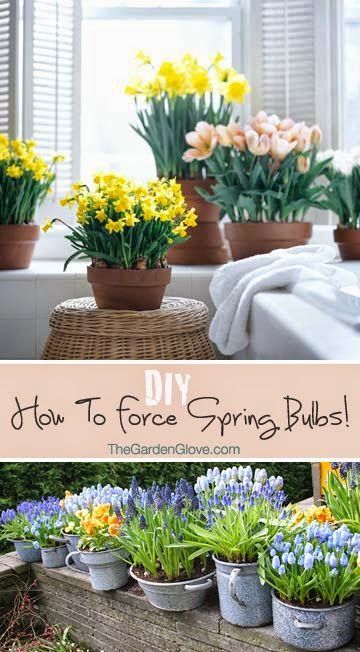 How to Force Spring Bulbs • Tips & Instructions!... Dark Days, Garden Bulbs, Spring Bulbs, Planting Bulbs, Lawn And Garden, Spring Garden, Dream Garden, Clematis, Backyard Garden