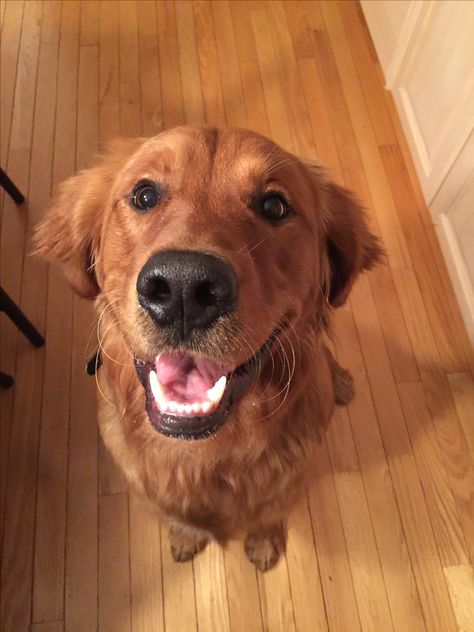 Auburn Golden Retriever, Ginger Golden Retriever, Red Golden Retriever Aesthetic, Red Retriever Puppy, Brown Golden Retriever, Red Golden Retriever Puppy, Dark Golden Retriever, Duck Retriever, Red Retriever