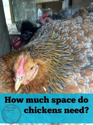 Backyard Chickens Urban Chicken Farming, Baby Chicks Raising, Chicken Incubator, Meat Birds, Diy Chicken Coop Plans, Urban Chickens, Raising Backyard Chickens, Backyard Poultry, Keeping Chickens