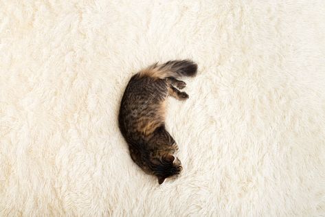 Premium Photo | Cat resting on a blanket made of white, artificial, plush, fur, top view Cat Top View, Cat Resting, Photo Cat, Fur Top, Cat Top, A Blanket, Body Language, Top View, Cat Photo