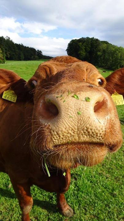 Cow close up Cow Pumpkin Painting, Cow Reference, Cow Faces, Cow Pumpkin, Cow Nose, Animal Close Up, Cow Photography, Close Up Pics, Cow Pictures