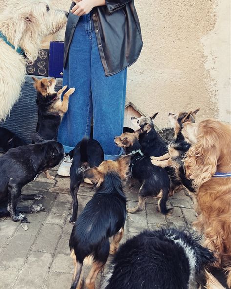 Shelter Volunteer Aesthetic, Dog Shelter Volunteer Aesthetic, Dog Shelter Aesthetic, Animal Shelter Volunteer Aesthetic, Animal Shelter Aesthetic, Shelter Aesthetic, Taking Care Of Animals, Worker Aesthetic, Animal Shelter Volunteer