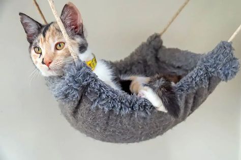 Diy Cat Hammock, Excited Cat, Katt Diy, Katt Grejer, Diy Cat Bed, Kat Diy, Cardboard Cat House, Cat Fence, Diy Cat Tree