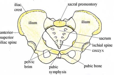 The bones of the female pelvis and fetal skull revision Antenatal Care, Female Pelvis, Pelvis Anatomy, Becoming A Midwife, Anatomy Chart, Midwifery Student, Doula Care, Doula Training, Student Midwife