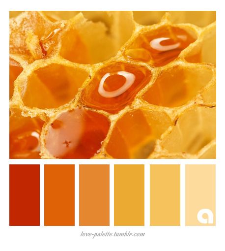 Colors, Palettes & Hues Honey Color Palette, Yellow Palette, Monochrome Color Palette, Orange Color Palettes, Sunflower Kitchen, Gold Color Palettes, Color Palette Yellow, Honey Color, Color Schemes Colour Palettes