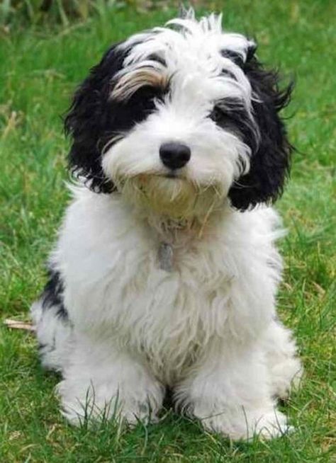 Cavachon puppy Cavachon Dog, Cavachon Puppies, King Charles Cavalier Spaniel Puppy, Designer Dogs, Havanese Puppies, White Dog, Sweet Dogs, Bichon Frise, Cavalier King