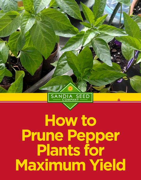 How to Prune Pepper Plants for Maximum Yield – Sandia Seed Company Growing Peppers, Vegetable Garden Planning, Organic Vegetable Garden, Pepper Plants, Garden Types, Wildflower Garden, Home Vegetable Garden, Organic Gardening Tips, Container Gardens