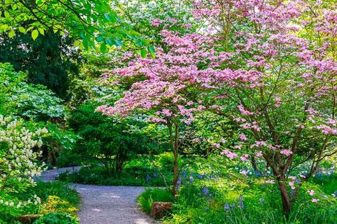 Pink Dogwood Tree, Circular Garden, Cornus Florida, Flowering Dogwood, Flowering Cherry Tree, Pink Dogwood, Plant Pests, Dogwood Trees, Plant Diseases