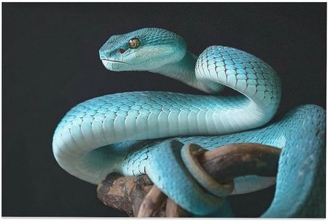 Amazon.com: Tropisch - Póster de lienzo de serpiente de víbora azul para decoración de dormitorio, paisaje deportivo, oficina, habitación, regalo, póster de lienzo para decoración de pared, pintura impresa para sala de estar, dormitorio, 20 x 30 pulgadas (50 x 7 pulgadas) : Hogar y Cocina Viper Snake, Plan Paris, Blue Pits, Kundalini Awakening, Wall Art Decor Prints, Pit Viper, Cute Snake, Spiritual Guides, Animal Photo