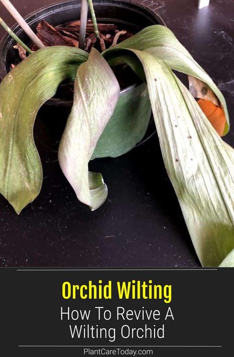 Orchid Wilting: How To Revive A Wilting Orchid Orchid Leaves Turning Yellow, Repotting Orchids, Orchids In Water, Indoor Orchids, Orchid Plant Care, Flowering Perennials, Orchid Roots, Orchid Leaves, Household Plants