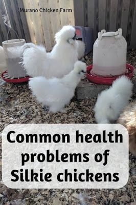 How To Care For Silkie Chickens, Silky Bantam Chickens, Silkies Chickens Coop, Silkie Bantam Chickens, Raising Silkie Chickens, Silkie Chickens Baby, Silkie Chicken Coop, Silkie Coop, Silkies Chickens