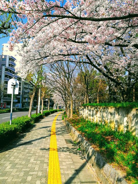 Yamazaki, Nagoya in Spring #JapanPhotos, #Photo, #Photography, #PhotographyInJapan, #Photos, #Pix, #Reddit, #RedditJapanPhotos https://www.alojapan.com/338529/yamazaki-nagoya-in-spring/ . Nagoya Aesthetic, Nagoya Japan Aesthetic, Infrastructure Development, Nagoya Japan, Go To Japan, Japan Aesthetic, Beautiful Landscape Wallpaper, West Bengal, Nagoya