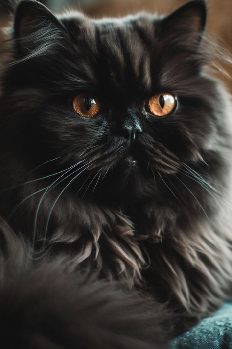 Digital amber eyed black persian cat Cute Persian Cats, Persian Black Cat, Persian Cat Drawing, Black Persian Cat, Black Cat Different Colored Eyes, Ragamuffin Cat, Persian Kitty, Kitty Corner, Black Cat Yellow Eyes Aesthetic