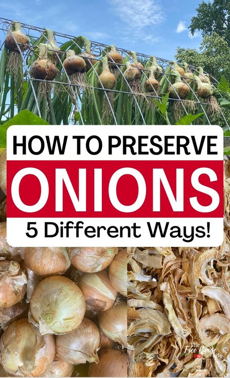 How to Preserve Onions- 5 Different Ways! How To Preserve Red Onions, How To Dry Onions, How To Preserve Onions, Preserve Onions, How To Preserve Fresh Green Onions, Preserving Spring Onions, Farm Food Ideas, How To Preserve Onions From The Garden, Drying Onions