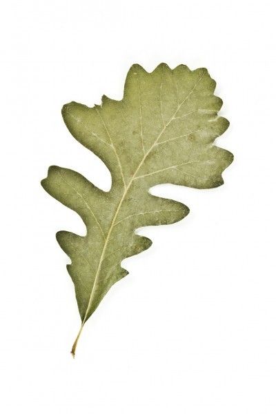 Bur Oak - Quercus macrocarpa Leaf Identification Chart, Types Of Oak Trees, Compass Plant, Red Oak Tree, Leaf Identification, Nordic Symbols, White Oak Tree, Tree Pictures, Tree Identification