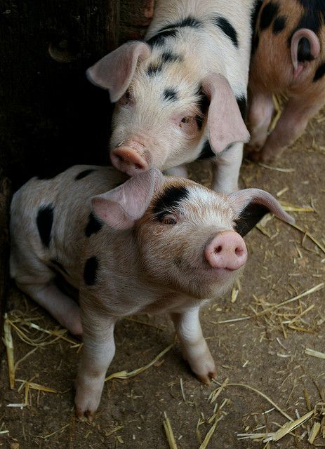 Cute pigs Genetic Diversity, A Well Traveled Woman, Mother Earth News, News Magazine, Baby Pigs, Cute Pigs, Gloucester, Little Pigs, Genetic