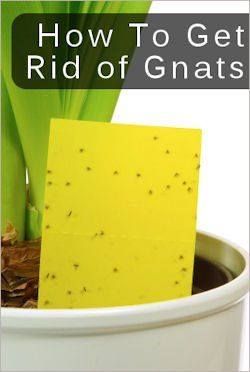 Gnats are nasty in the fall, but here's an easy way to Make your own sticky trap. You'll need a bright yellow index card (not sure why that one works, but Homemade Gnat Trap, Gnat Trap, Furniture Websites, How To Get Rid Of Gnats, Gnat Traps, Bug Trap, Fly Repellant, Kent Uk, Insect Pest