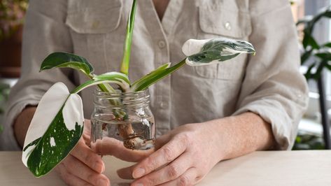 Propagating Philodendron, Propagate Philodendron, Philodendron Plant, Interior Design Advice, Design Advice, House Plant, Easy Going, Plant Life, Shopping Hacks