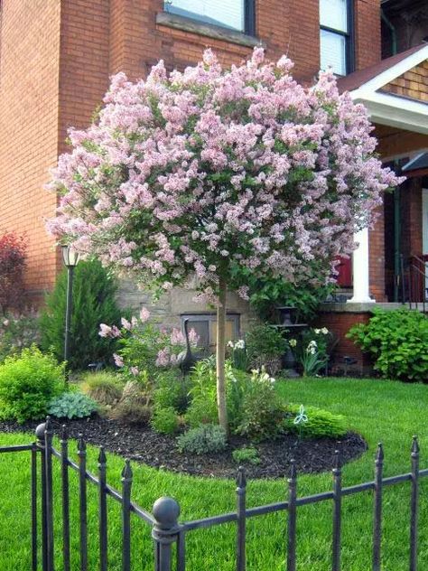 15 Amazing Spring Trees That Are So Beautiful | Decor Home Ideas Trees For Front Yard, Landscaping Trees, Lilac Tree, Small Front Yard Landscaping, Small Front Yard, Front Yard Design, Front Landscaping, Yard Design, Front Yard Garden