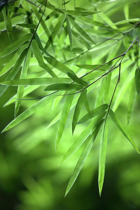 Bamboo Leaf Background Photograph by Enviromantic Bamboo Background, Bamboo Trees, Flower Background Design, Bamboo Leaf, Zen Bedroom, Blurred Background Photography, Good Photo Editing Apps, Artwork Inspiration, Background Print