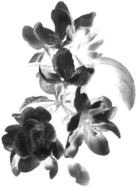 Are.na is a platform for connecting ideas and building knowledge. Black Flower Drawing, Flower Black And White Drawing, Flower Graphic Design Poster, Flowers Graphic, Flowers Outline, Black And White Graphic Design, Flower Poster, Black Png, Flower Graphic Design