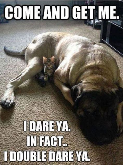 Come and get me. Humor Animal, Cesar Millan, Cute Animal Memes, Funny Dog Memes, Love My Dog, Funny Animal Quotes, Adorable Kitten, Animals Funny, Funny Animal Jokes