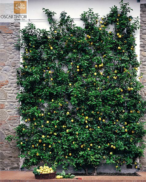 Espalier Lemon Espalier Citrus Trees, Lemon Tree Espalier, Espalier Lemon Tree, Citrus Espalier, Lemon Espalier, Orchard Ladder, Espalier Trees, Espalier Fruit Trees, Fruit Tree Garden