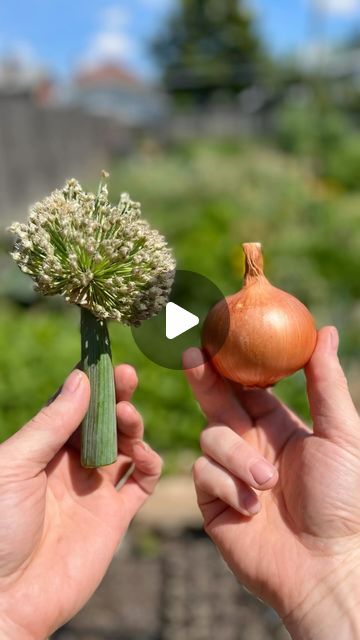 Nate Muri on Instagram: "Get Unlimited Onions From One Onion  Onions are a biennial which means they produce vegetative production their first year then in the second year they focus on seed production.  By planting a few of your best storing onions from the previous year you’ll be able to harvest seeds for the following year…. Year after year.  Visit my YouTube channel for a full tutorial on how to grow onions from seed.  #Naturelovers #garden #organic #plants #plantsmakepeoplehappy #homegrown #houseplants #mygarden #growyourown #growyourownfood #gardens #plantlover #gardensofinstagram #gardenersofinstagram #gardenlife #gardeningtips #gardeningisfun #gardeninglove #gardeningismythearapy #gardeningmakesmehappy #plantlife #plantdad #jadam #beyondorganic #naturalfarming #gardenlikeaviking #t How To Plant Onions From Seeds, Onion Seeds How To Grow, How To Grow Onions From Seeds, Onions From Seed, Onion Garden, Growing Onions From Seed, Storing Onions, Grow Onions, Growing Onions