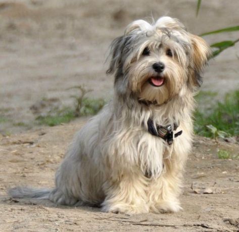 Havanese Grooming, Havanese Puppy, Bichon Havanais, Apartment Pet, Cairn Terriers, Havanese Puppies, Rat Terrier, Havanese Dogs, Rat Terriers