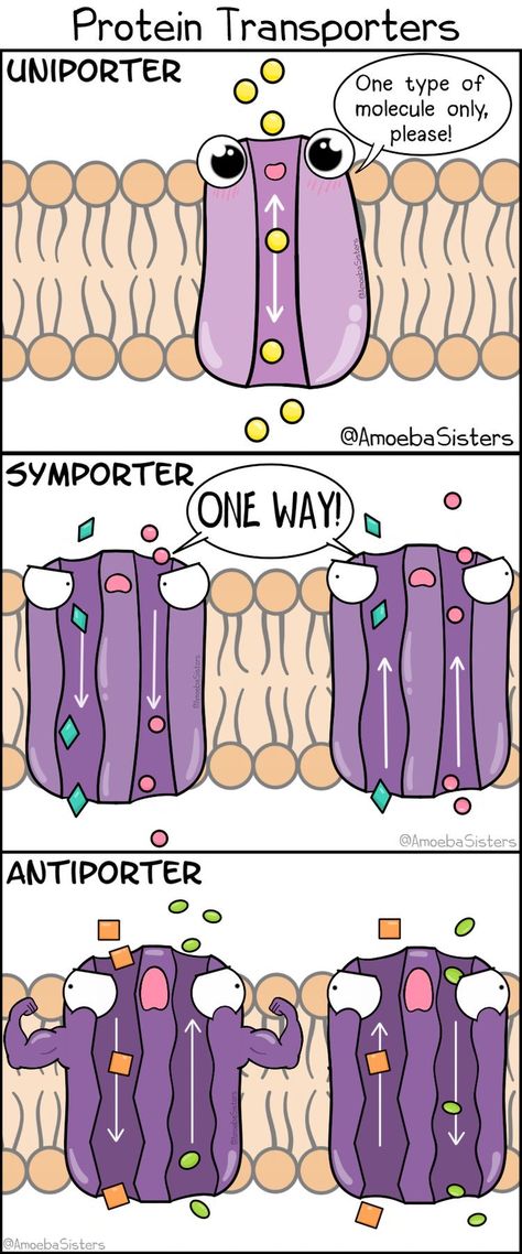 Biology Comics, Membrane Transport, Amoeba Sisters, Notes Science, Biology Memes, Sisters Photo, Science Comics, Biology Humor, Study Biology