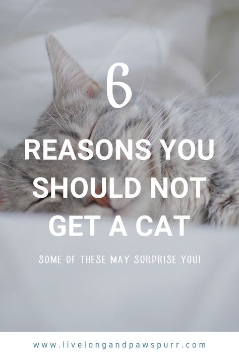 Cat rescue, cat tips, cat advice, new kitten, cat adoption, kitten adoption, kitten tips #catcare #cats #catrescue Kitten Tips, Kittens Care, Getting A Cat, Adopting A Cat, Cat Shelters, Cat Questions, Cat Advice, Cat Tips, Getting A Kitten