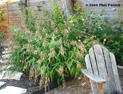 rustling inland sea oats (Chasmanthium latifolium ) are peppered with the red flowers of Turk’s cap (Malvaviscus drummondii ), contained by crisp edging Chasmanthium Latifolium, Austin Garden, Trouble Makers, Sea Oats, Habitat Garden, Rose Street, Ornamental Grass, Gravel Patio, Bald Cypress