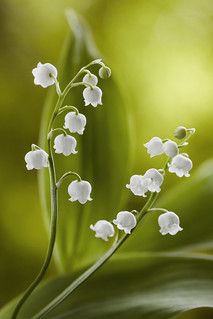 Plants Indoor Decoration, Snow Drops Flowers, Seeds Planting, Snow Drop, Snow Drops, Lily Of The Valley Flowers, Valley Flowers, Attract Pollinators, Organic Seeds