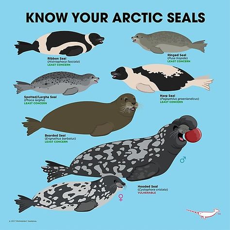 Know Your Arctic Seals design by Peppermint Narwhal. / There are six species of true seals found in the Arctic. The Hooded Seal is the largest and the Ringed Seal is the smallest. Many of these seals are heavily dependant on sea ice for their survial. Since they spend the majority of their time at sea, ice affords them opportunity to haul out for rest and gives mothers a place to give birth and to nurse their young. • Millions of unique designs by independent artists. Find your thing. Ringed Seal, Aesthetic Animals, Arctic Sea, Ocean Aesthetic, Arctic Animals, Marine Mammals, Marine Biology, Animal Facts, Narwhal