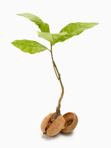 Acorn Sprout Image Acorn And Oak, Mighty Oaks, Tree Seeds, Tree Tattoo, Garden Trees, Growing Tree, Oak Tree, Trees And Shrubs, Garden And Yard