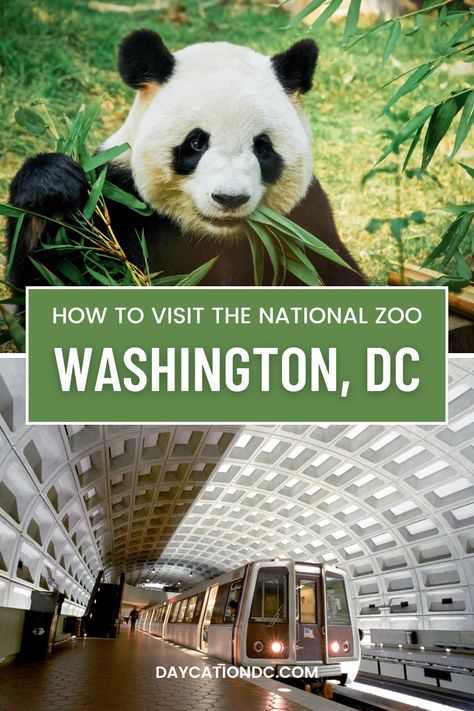 Did you know the National Zoo is part of the Smithsonian and free to visit? Learn a few tips to get the most out of your visit to the National Zoo during your trip to Washington, DC! 🐼🦁🐯#WashingtonDC Smithsonian Zoo Washington Dc, Visit Washington Dc, Trip To Washington Dc, Good Walking Shoes, Giant Pandas, Komodo Dragon, Great Ape, Weekend Trips, Winter Months