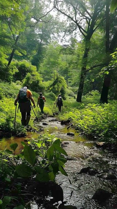 StockCake Three hikers with backpacks and trekking poles traverse a lush, green forest trail alongside a stream. Trekking Aesthetic, Sage Branding, Lush Green Forest, Forest Hiking, Backpacking Trips, Gravel Bikes, Foggy Mountains, Post Grad, Forest Trail